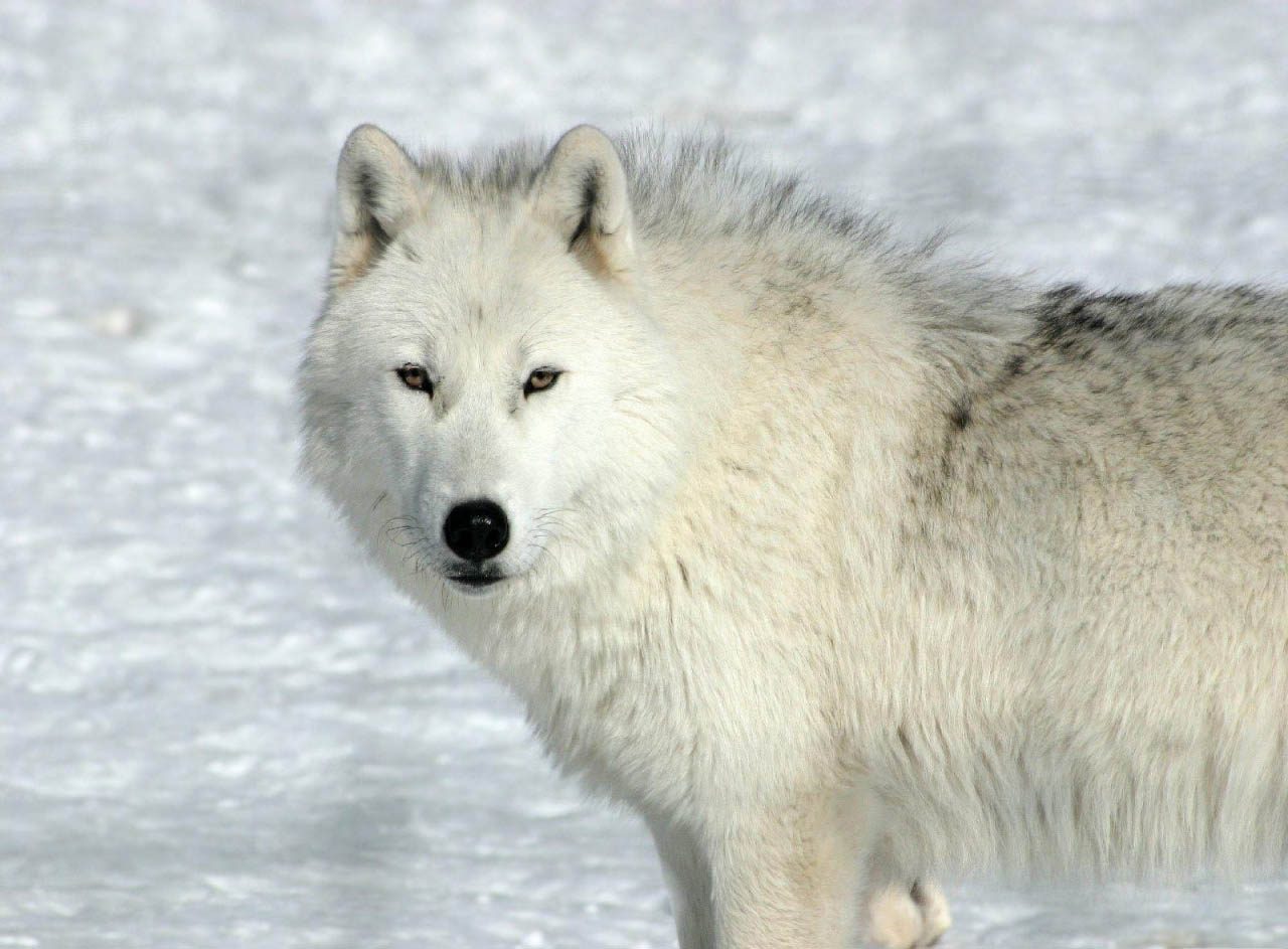 White Wolf Healing - Theodoor Vink Een witte wolf in de sneeuw